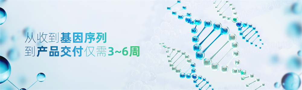 单链抗体重组表达服务