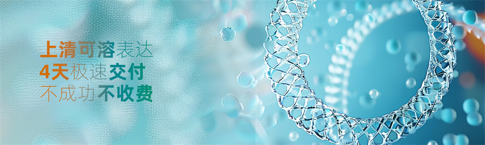 大肠杆菌蛋白表达